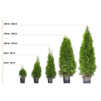 OBI  Lebensbaum Brabant 10 Pflanzen Höhe ca. 40 - 60 cm Topf ca. 2,5 l Th