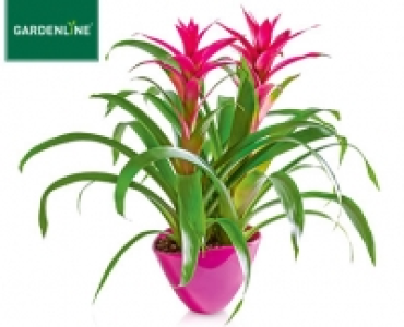 Aldi Süd  GARDENLINE®Hochwertiges Bromelien-Arrangement