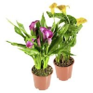 Calla (Zandestechia)