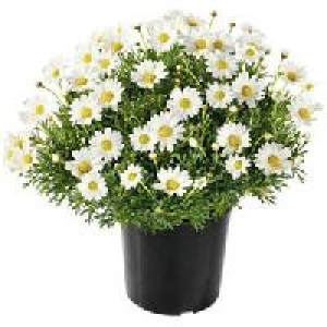 Margeriten-B&uuml;sche