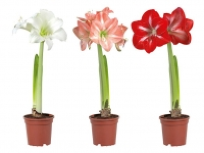 Lidl  Amaryllis