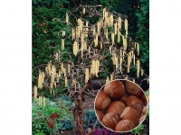 Lidl  Haselnuss Waldhasel,1 Pflanze Nussbaum