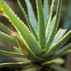 Aloe Vera 2.99 €
