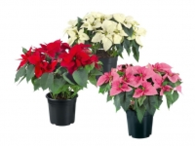 Großer Weihnachtssternbusch 6.99 €