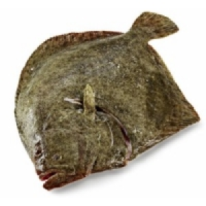 Steinbutt 10.99 €