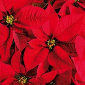 Weihnachtsstern Busch 5.99 €