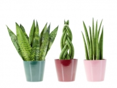 Sanseveria 3.69&nbsp;&euro;