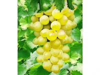 Lidl  Kernlose Tafel-Trauben New York® Weinreben, 1 Pflanze, Vitis vinifer