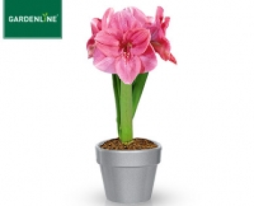 GARDENLINE®Amaryllis im Keramiktopf
