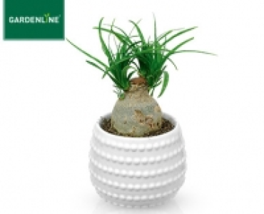 GARDENLINE®Mini-Pflanze
