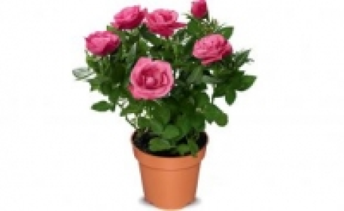 Topfrosen 1.99&nbsp;&euro;