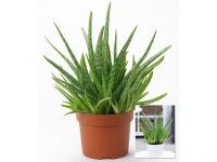 Lidl  Aloe Vera ,1 Pflanze