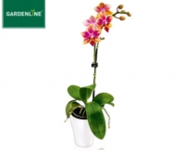 GARDENLINE&reg;Mini-Orchidee im Keramiktopf