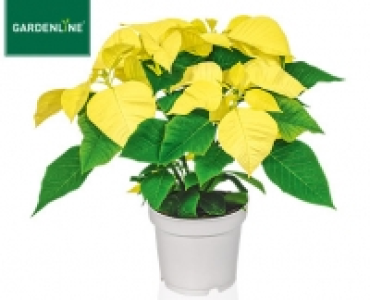 GARDENLINE&reg;Weihnachtliche Bl&uuml;hpflanze