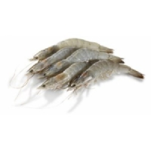 White Tiger Garnelen