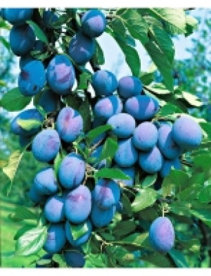 Säulenobst Pflaume Imperial