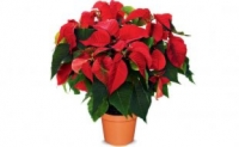 Weihnachtsstern-Busch 4.99 €