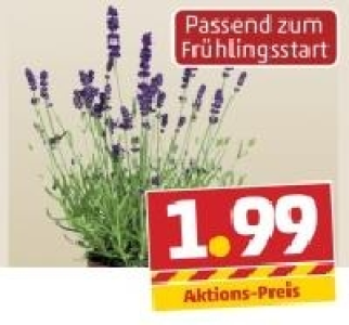 Lavendel 1.99 €