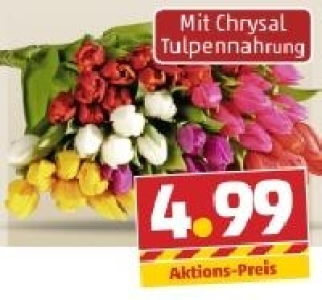 Tulpen 4.99 €