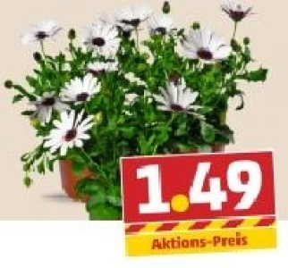 Bornholmer Margerite 1.49 €