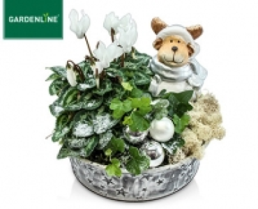 Aldi Süd  GARDENLINE®Pflanzenschale Winter