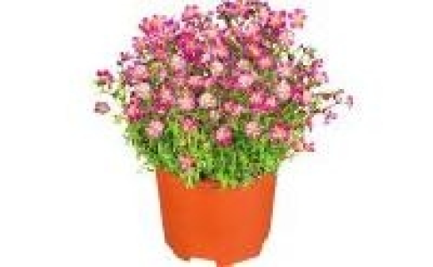 Stauden 1.99 €