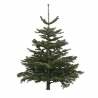 Roller  Weihnachtsbaum echte Nordmanntanne Premium - 100-125 cm