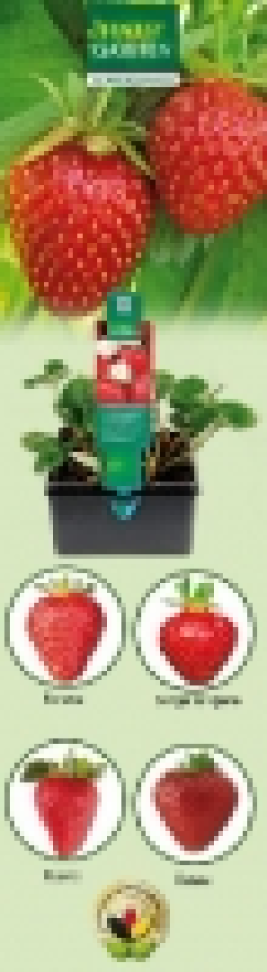 Erdbeerpflanzen 2.99 €