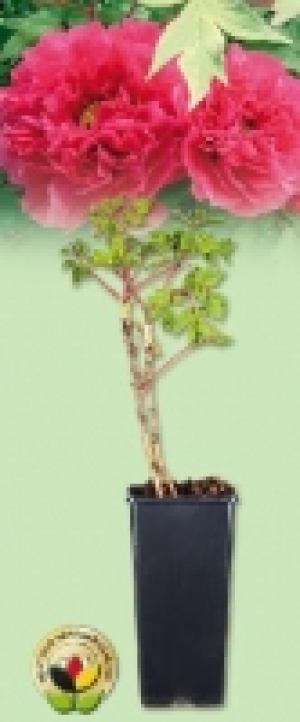 Edle Baumpfingstrose 5.99 €