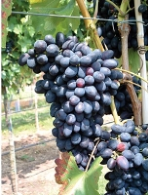 Traube Grosso Kodrinaka