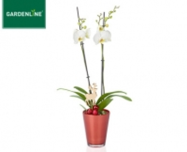 Aldi Süd  GARDENLINE®Orchidee im Glastopf