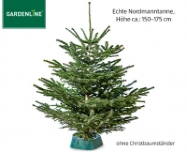 Aldi Süd  GARDENLINE®Nordmanntanne