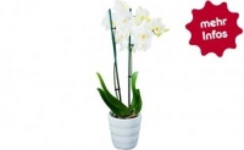 Schmetterlingsorchidee in Keramik 7.99&nbsp;&euro;