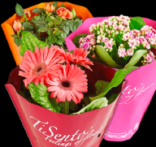 Verschiedene Bl&uuml;hpflanzen 1.99&nbsp;&euro;