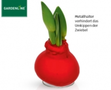 GARDENLINE®Amaryllis mit Wachsfuß 5.99 €