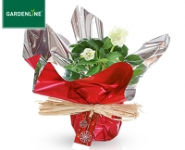 GARDENLINE&reg;Christrose in Geschenk&shy;verpackung 3.99&nbsp;&euro;