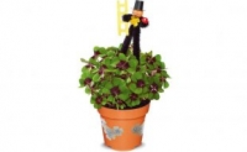 Glücksklee 0.99 €
