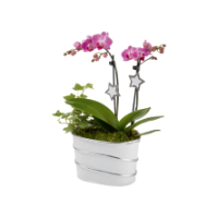 Edeka  Medi Phalaenopsis-Orchidee 2-Trieber