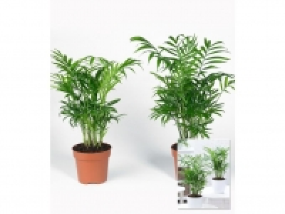 Zimmerpalmen Duo,2 Pflanzen 9.99 €