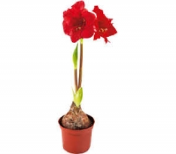 Ritterstern 2.99 €
