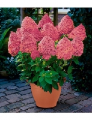 Komplett-Set: Hortensie Hortensie Magical Fire&reg;