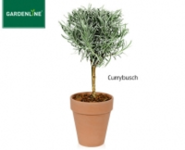GARDENLINE®Gewürzstämmchen im Terrakottatopf