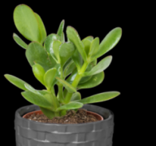 Kakteen oder Sukkulenten 2.49&nbsp;&euro;