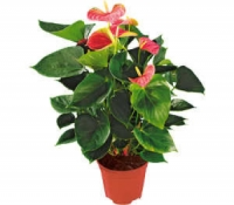 Flamingoblume 7.99&nbsp;&euro;