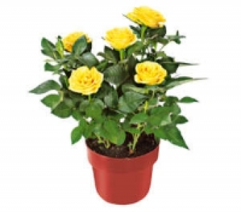 Rose 1.99&nbsp;&euro;