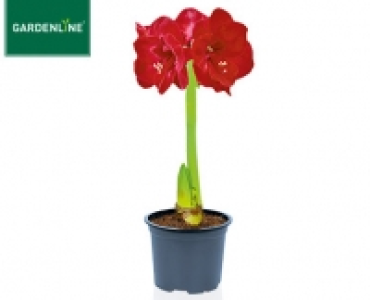GARDENLINE®Amaryllis
