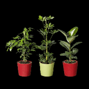 Grünpflanze 3.59 €