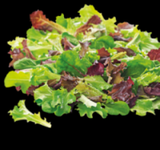 Pflücksalat 0.99 €