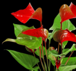 Flamingoblume 4.99&nbsp;&euro;