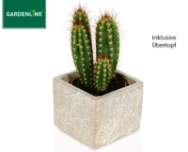 GARDENLINE Kaktus oder Sukkulente